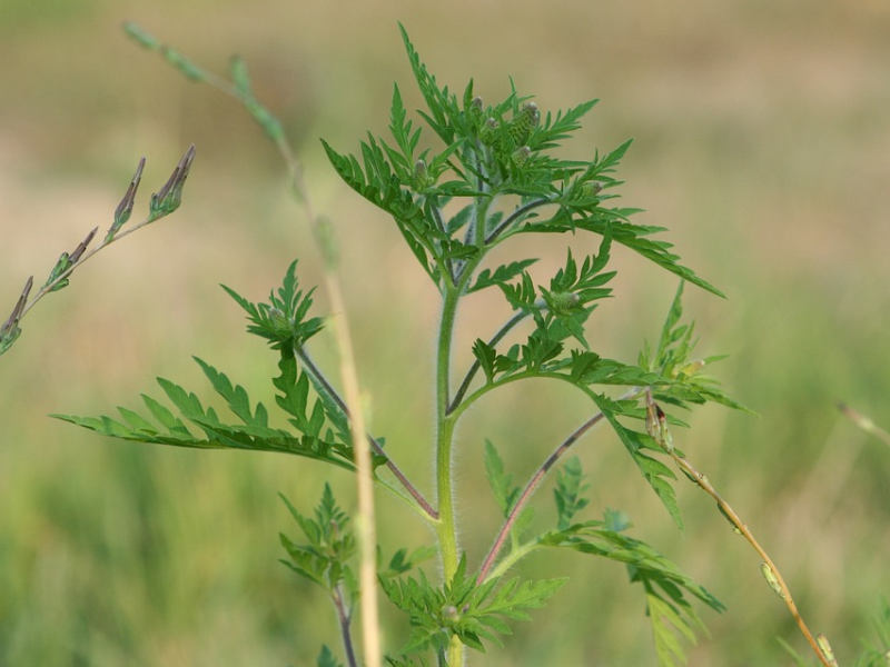 Ambrosia artemisiifolia - ambrózie pelyňkolistá