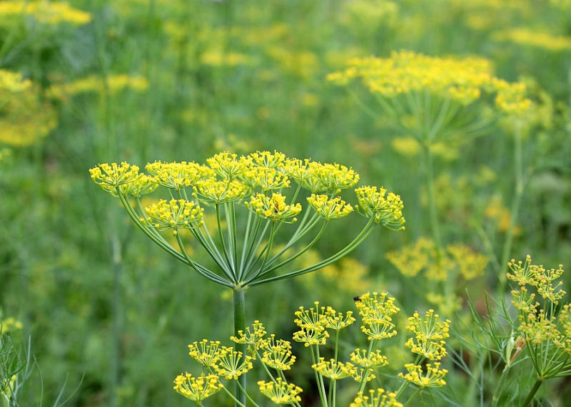 Bylinky z vlastního výsevu (PIXABAY)