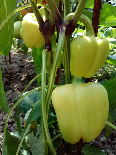 Paprika - pěstování