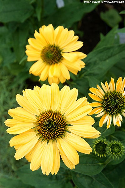 Echinacea 'Aloha' - třapatka Echinacea 'Aloha' - třapatka