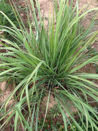 Cymbopogon citratus - citronová tráva