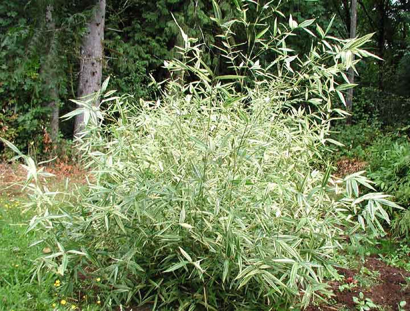 Bambusa metake 'Variegata' - bambus