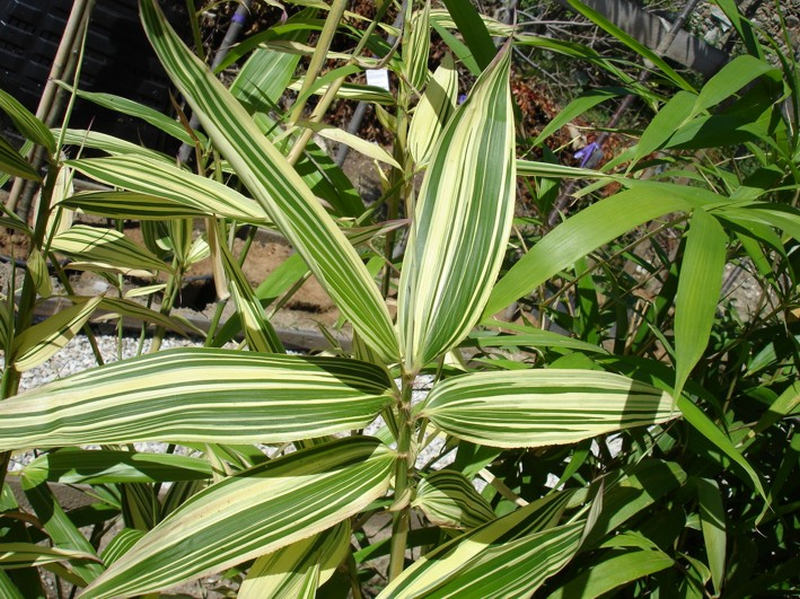 Bambusa metake 'Variegata' - bambus