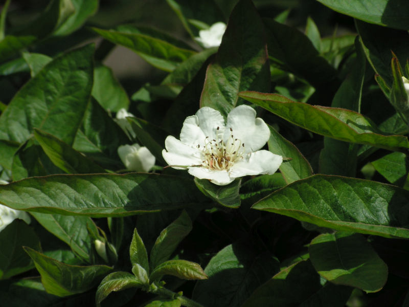 Mespilus germanica - mišpule německá: květ