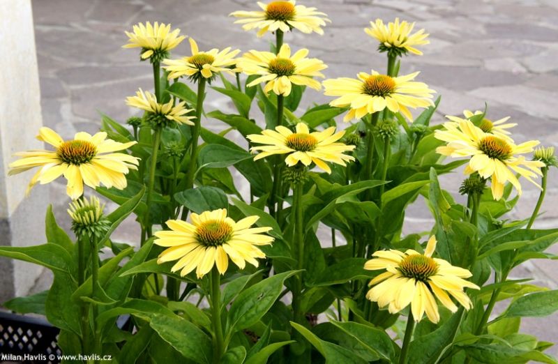 Echinacea 'Chiquita' - třapatka Echinacea 'Chiquita' - třapatka