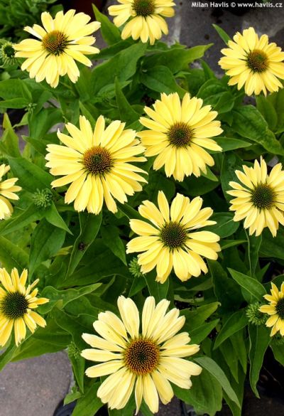 Echinacea 'Chiquita' - třapatka Echinacea 'Chiquita' - třapatka