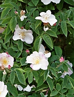 Dupontii