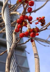 Beerenschmuck im Winter Beerenschmuck im Winter