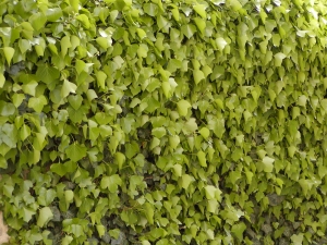 Hedera helix