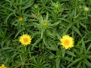Inula ensifolia - oman mečolistý