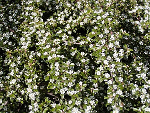 Cotoneaster dammerii Cotoneaster dammerii