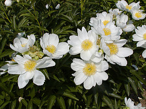 Paeonia