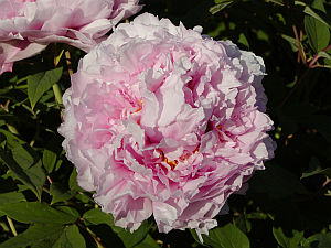 Paeonia