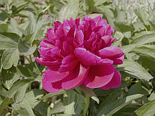 Paeonia