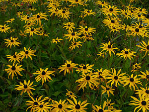 Rudbeckia - Sonnenhut