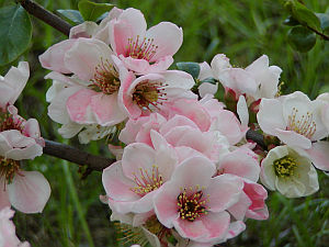 Chaenomeles - kdoulovec