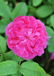 Rosa 'Rose de Rescht'