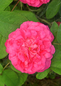 Rosa 'Rose du Roi' Rosa 'Rose du Roi'