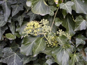Hedera helix - břečťan popínavý