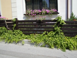 Hedera helix - břečťan popínavý