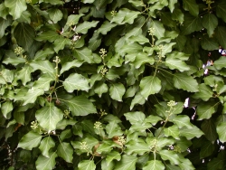Hedera helix