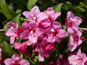 Weigela florida