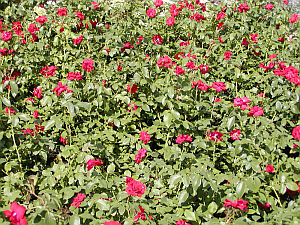 Rosa Austriana - růže
