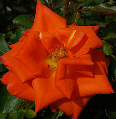 Rosa Prominent - Rose