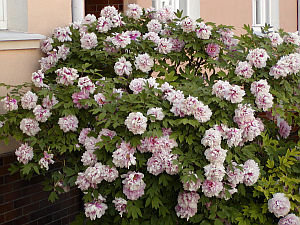 Paeonia suffruticosa