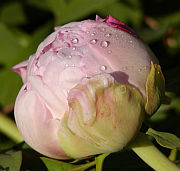 Paeonia suffruticosa