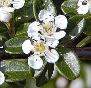 Cotoneaster dammeri Cotoneaster dammeri