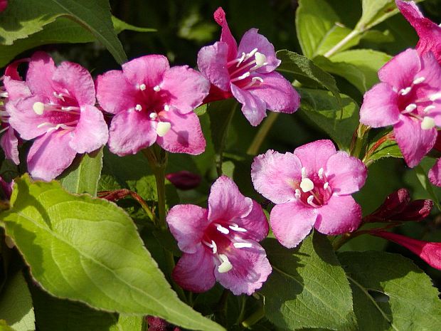 Weigela florida - vajgélie květnatá