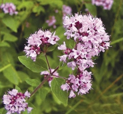 Origanum vulgare - dobromysl