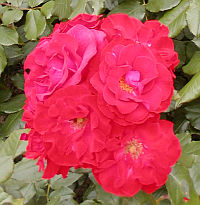 Rosa- La Sevillana - růže