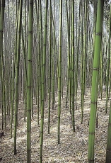 P. viridi 'Glaucescens' P. viridi 'Glaucescens'