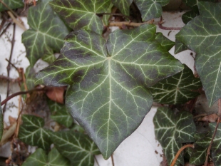 Hedera helix - břečťan popínavý
