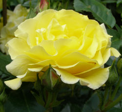 Rosa 'Friesia' - Rose