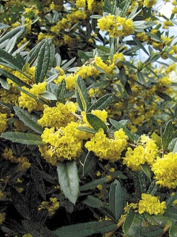Berberis julianae - dřišťál Juliin