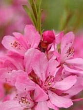 Amygdalus nana