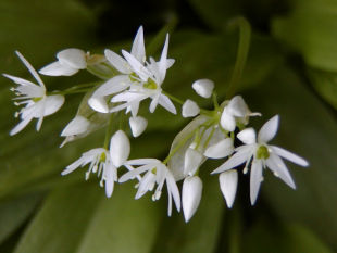 Allium ursinum - česnek medvědí