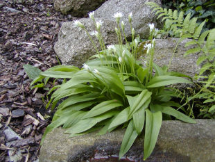 Allium ursinum - česnek medvědí