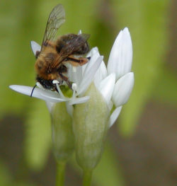 Allium ursinum - česnek medvědí