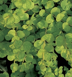 Lysimachia nummularia - čerkáč