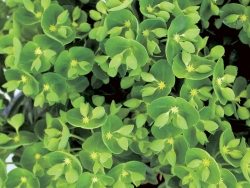 Euphorbia 'Kalipso' - mliečnik