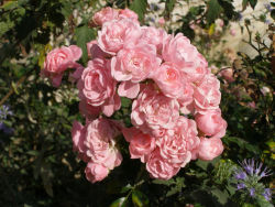 Rosa The Fairy - růže Rosa The Fairy - růže
