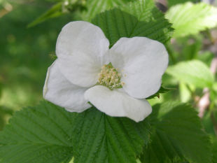 Rhodotypos scandens -růžovec zákulolistý