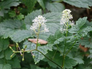 Actaea spicata - samorostlík klasnatý Actaea spicata - samorostlík klasnatý