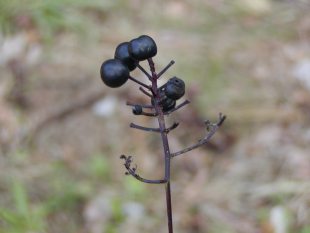 Actaea spicata - samorostlík klasnatý Actaea spicata - samorostlík klasnatý