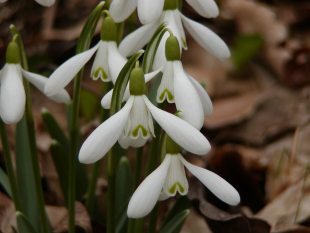Galanthus nivalis - sněženka podsněžník Galanthus nivalis - sněženka podsněžník