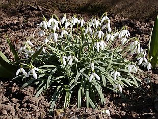 Galanthus nivalis - sněženka podsněžník Galanthus nivalis - sněženka podsněžník